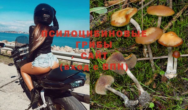 шишки Армянск